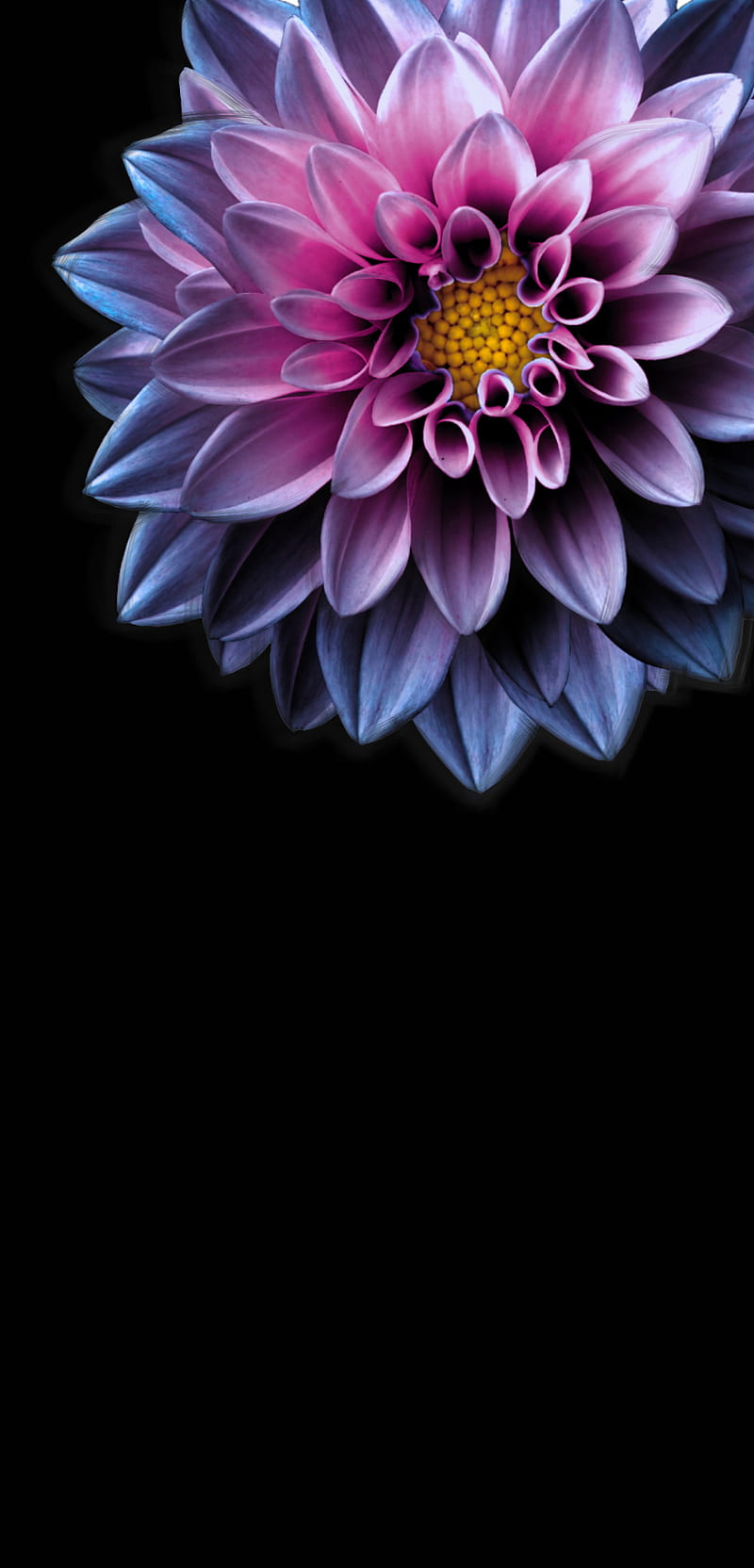 Glowing dahlia Flower background iphone Flower iphone  Flower  background Blue Dahlia HD phone wallpaper  Pxfuel