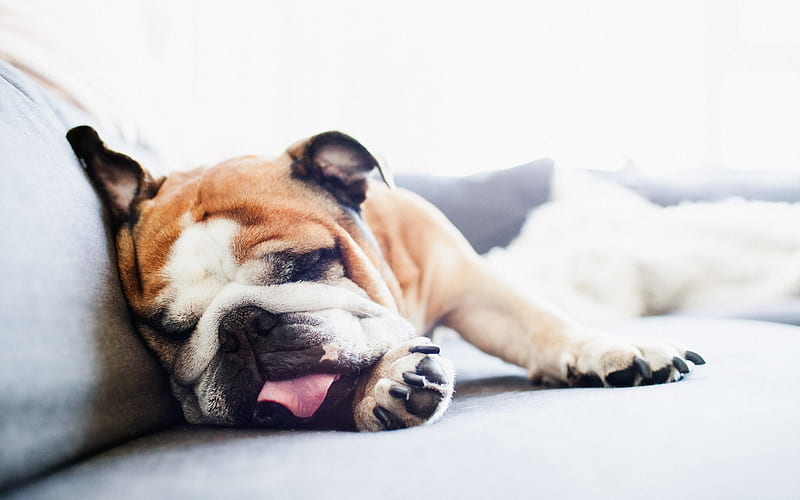 English Bulldog, sleeping dog, puppy, funny dog, close-up, cute animals, pets, English Bulldog Dogs, HD wallpaper