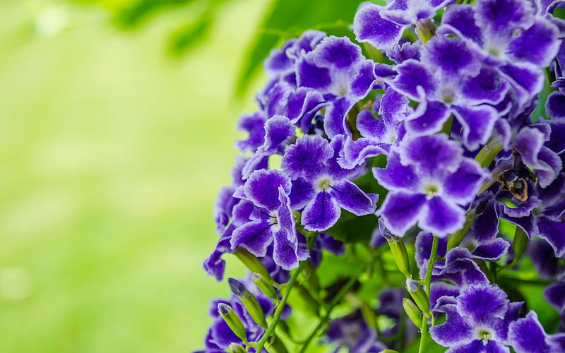 Purple pansy 2019 Nature Flower, HD wallpaper
