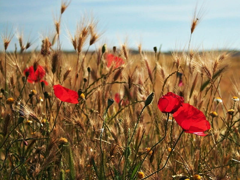 POPPIES IN A WHEATFIELD, red, grass, wheat, plants, poppies, flowers, fields, horizons, HD wallpaper