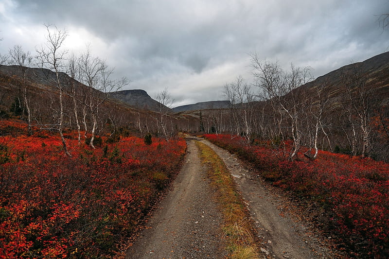 Dirt Roadside Autumn Landscape, Sky, Clouds, Landscapes, Forests, Dirt Roads, Autumn, Nature, HD wallpaper