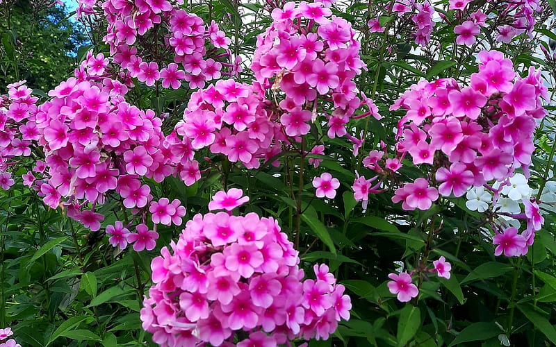 Phlox, Latvia, pink, flowers, HD wallpaper