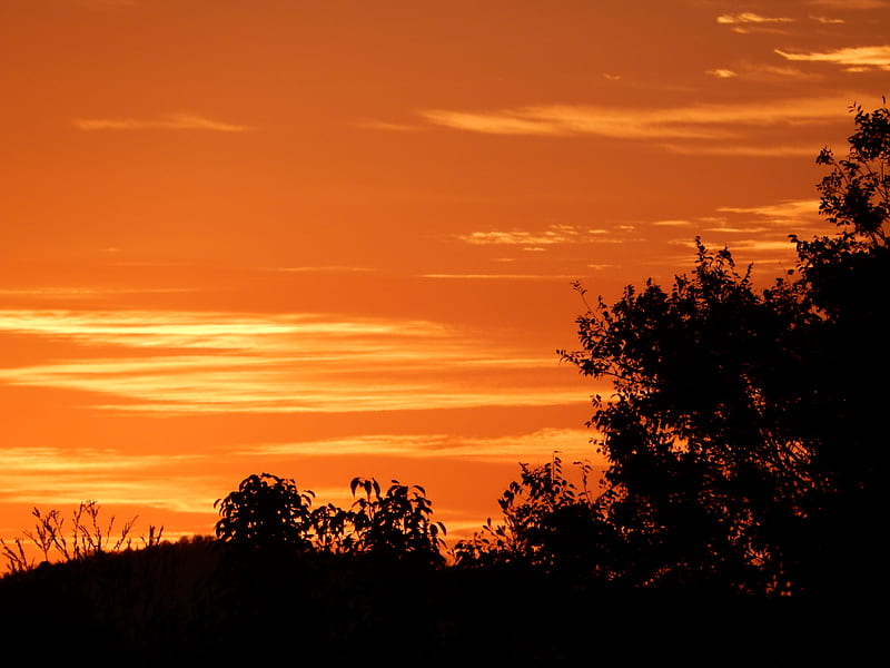 bushes, sunset, silhouette, HD wallpaper