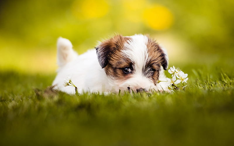 Jack Russell Terrier, small white puppy, green grass, blur, cute little animals, dogs, puppies, HD wallpaper