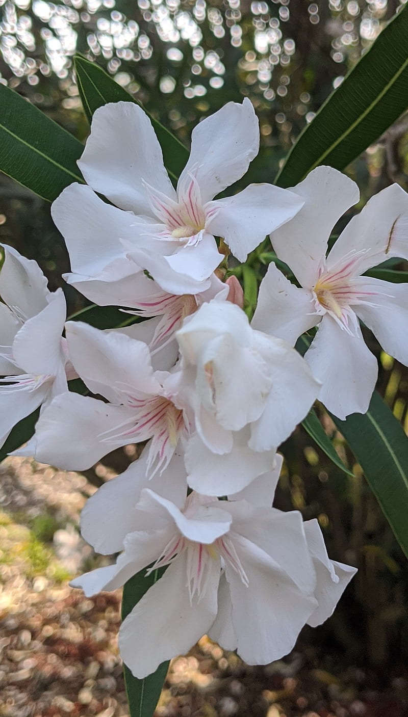 Oleander burst, spring flowers, white oleander, HD phone wallpaper | Peakpx