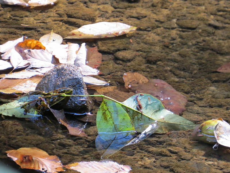 Leaves Of Autumn Blue, forest, stream, fall, autumn, float, Ohio, Hocking Hills, creek, leaf, leaves, water, hiking, stone, nature, Cantwell Cliffs, reflection, HD wallpaper