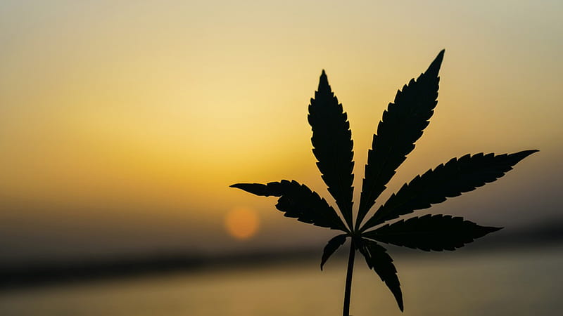 Weed Green Leaf In Sunset Background Weed, HD wallpaper