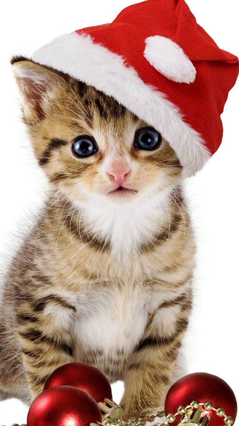 Navidad, animas, gato, gatito, Fondo de pantalla de teléfono HD | Peakpx