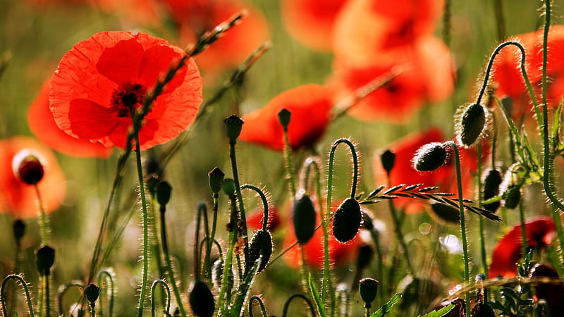 Remembrance Poppies, red, in memoriam, poppy, guerra, poppies, memorial, veterans, remembrance, flower, nature, HD wallpaper