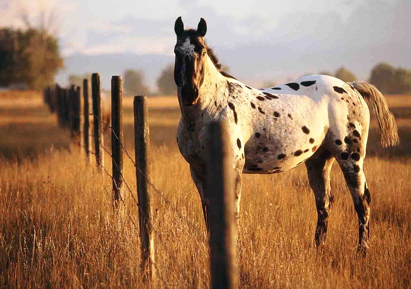 Appaloosa, cavalo, horse, animal, HD wallpaper