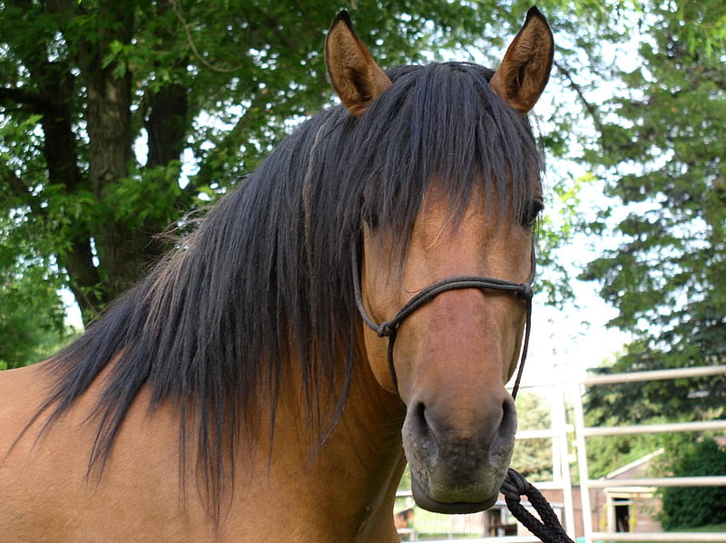 Kiger Mustang Stallion, mustang, stallion, brown horses, kiger mustang, animals, horses, wild horses, HD wallpaper