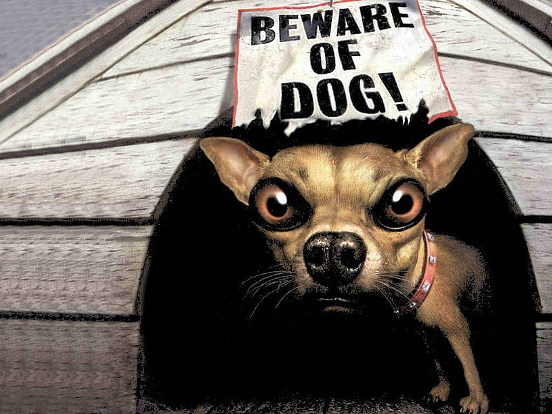 BEWARE OF DOG, beware, chihuaha, sign, funny, abstract, puppy, dog, HD wallpaper