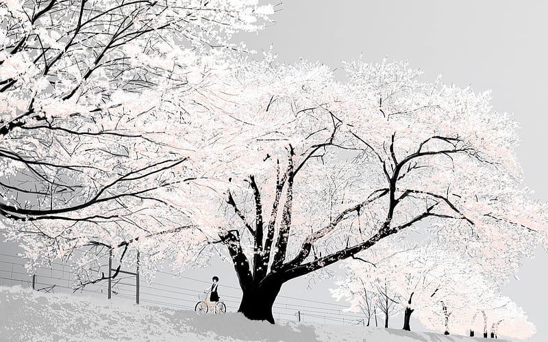 White Snowy Trees, HD wallpaper