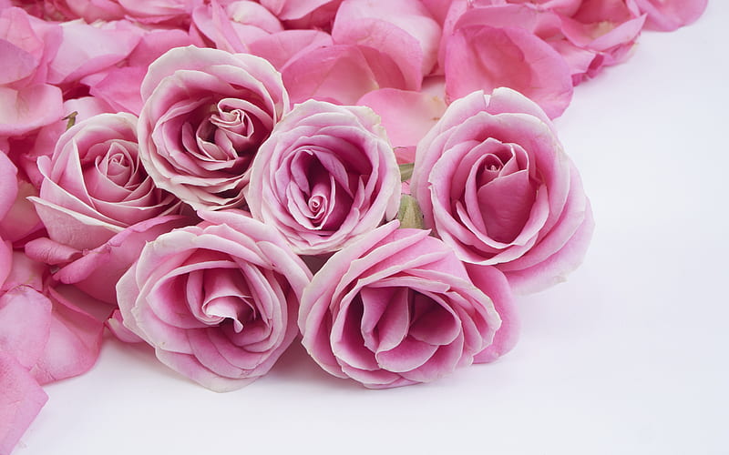 pink roses, pink floral background, roses on a white background, background with roses, HD wallpaper