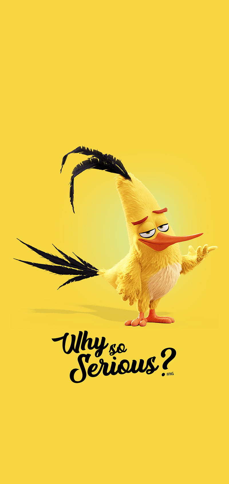 Funny bird chuck, funny bird, love, why so serious, yellow, HD phone wallpaper