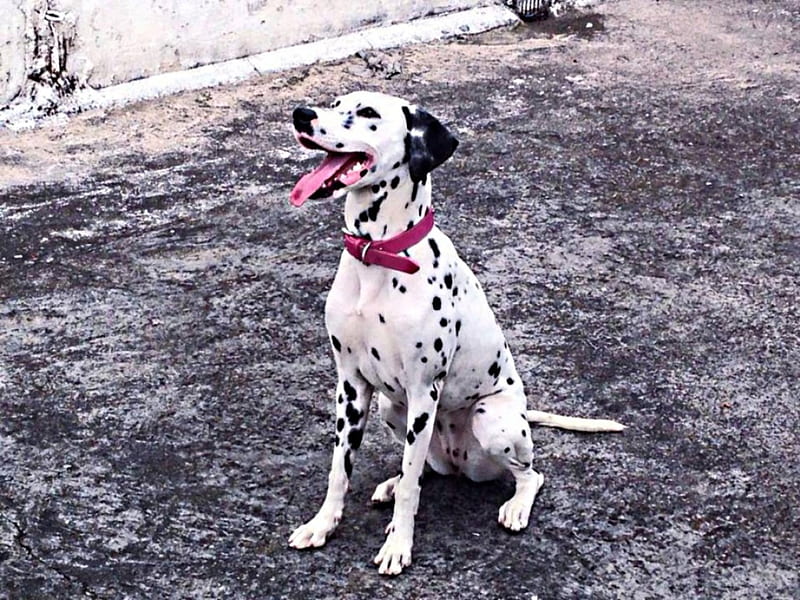 Dalmatian, collar, red, spots, pink, HD wallpaper