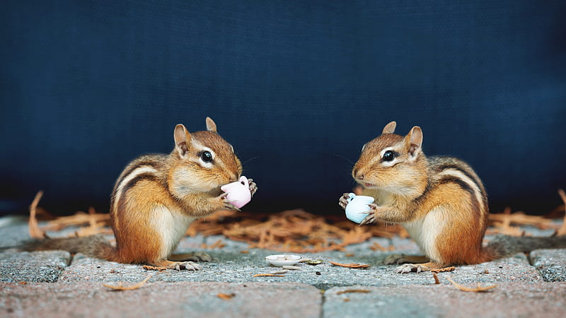Squirrels With Cups In Blue Background Animals, HD wallpaper