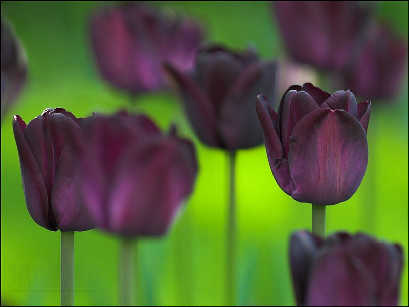 THE BLACK TULIP, purple, rare specimens, flowers, stems, gardens, tulips, uncommon, HD wallpaper