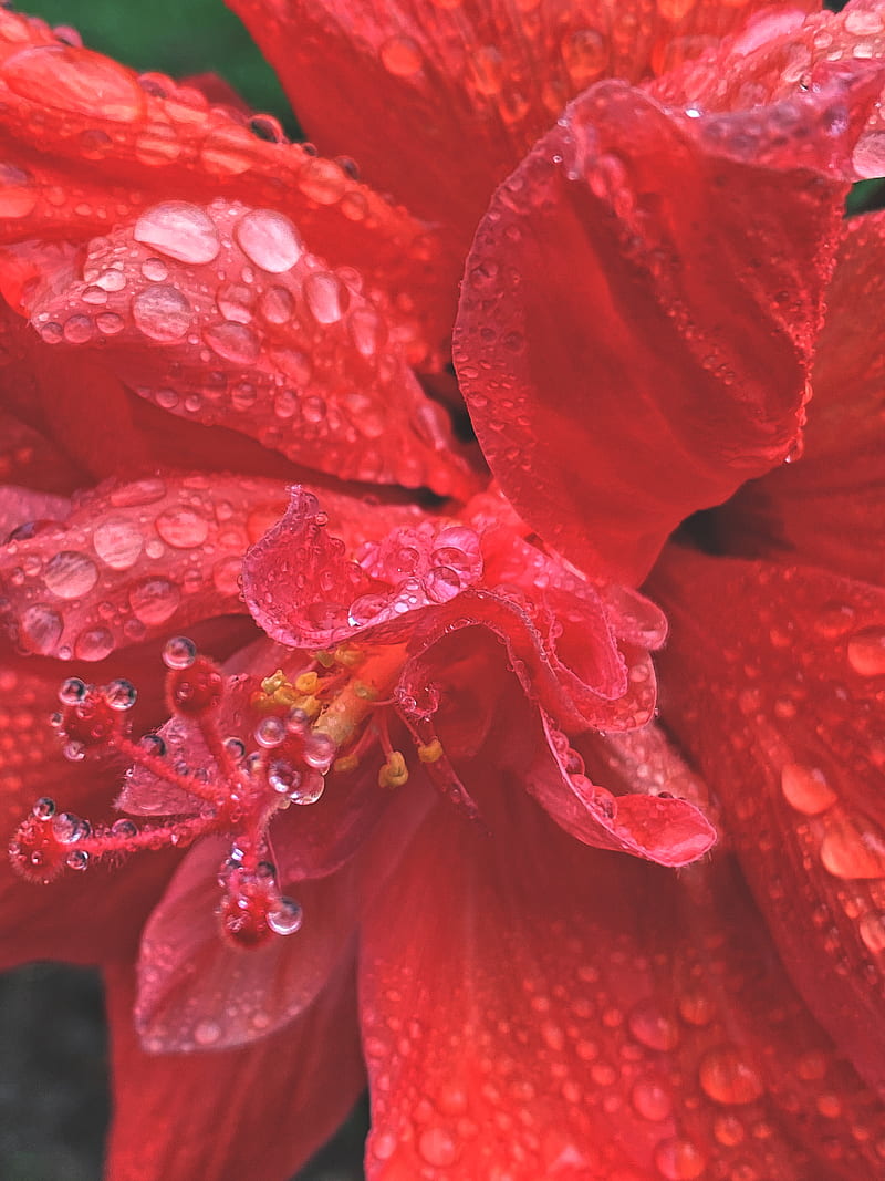 red hibiscus in bloom with dew drops, HD phone wallpaper