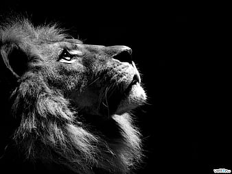 Lion Of Judah Black And White
