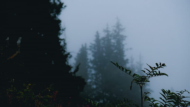 green plant with fog during daytime, HD wallpaper