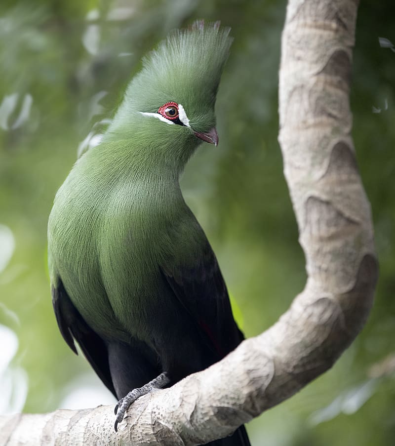 guinean turaco, bird, green, branch, tropics, HD phone wallpaper