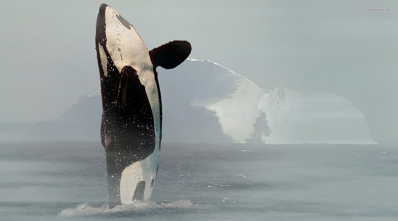 Killer whale, Water, Orcinus orca, Sea, HD wallpaper