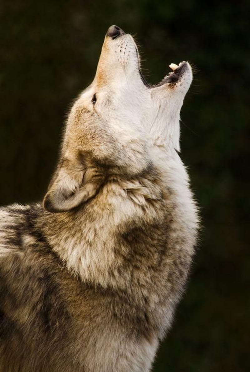 Wolf, animal, face, howl, lobo, wild, HD phone wallpaper | Peakpx