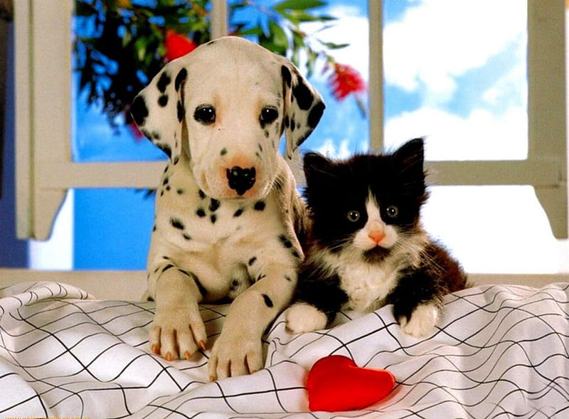 Friends forever, friend, cat, animal, pet, feline, love, kitten, puppy, dog, HD wallpaper