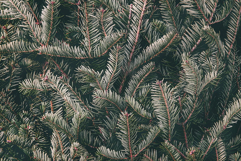 spruce, needles, branches, green, HD wallpaper