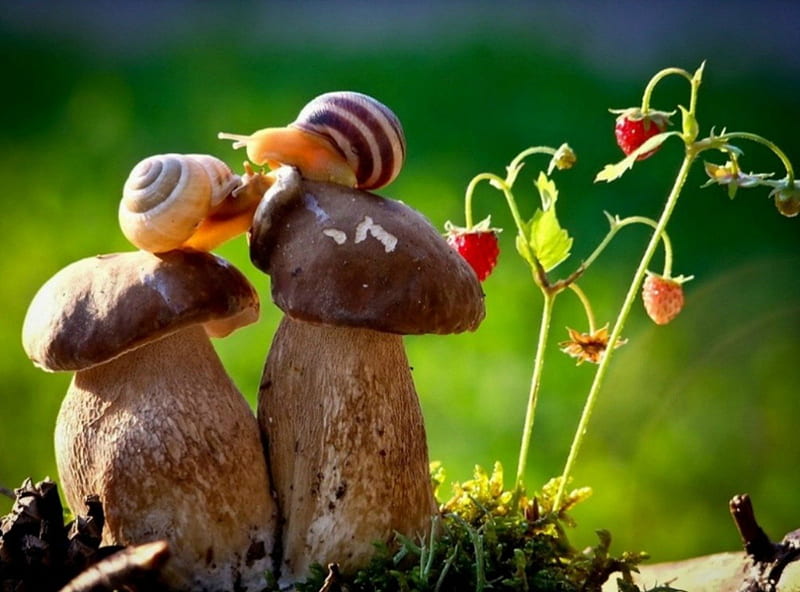 Sweet encounter, encounter, berries, two, mushrooms, snails, weet, HD wallpaper