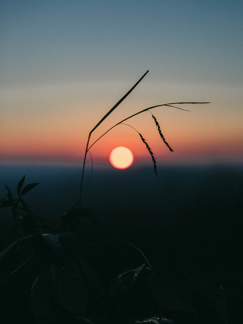 sunset, grass, ears, sun, evening, HD phone wallpaper