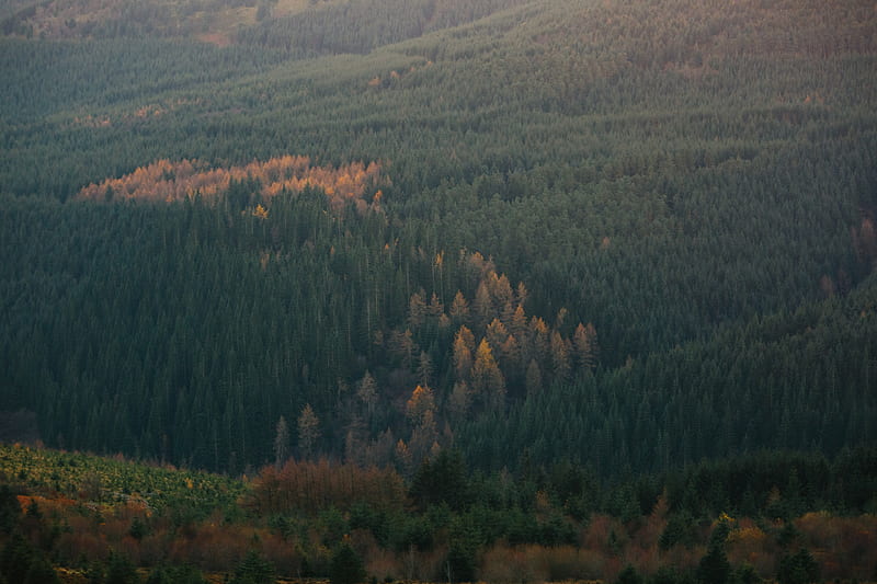 / a drone shot of a green coniferous forest with patches of brown trees, brown patch in a forest, HD wallpaper