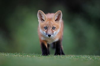 HD cute fox cub wallpapers