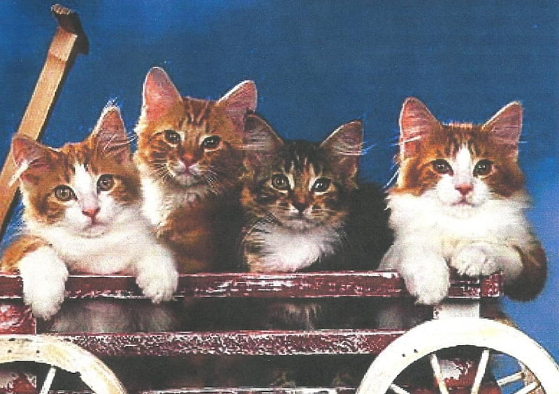 Four kittens in a wagon, kittens, wagon, wooden, wheels, HD wallpaper