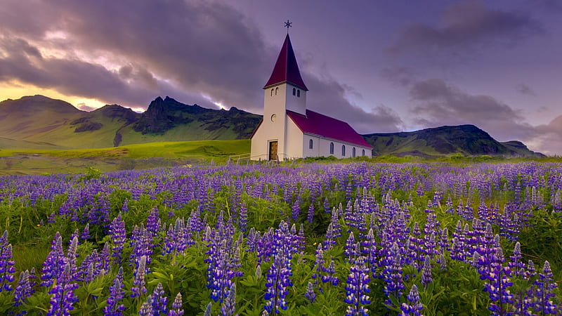 wondeful church in a field of lupines, mountains, flower, fields, church, clouds, HD wallpaper