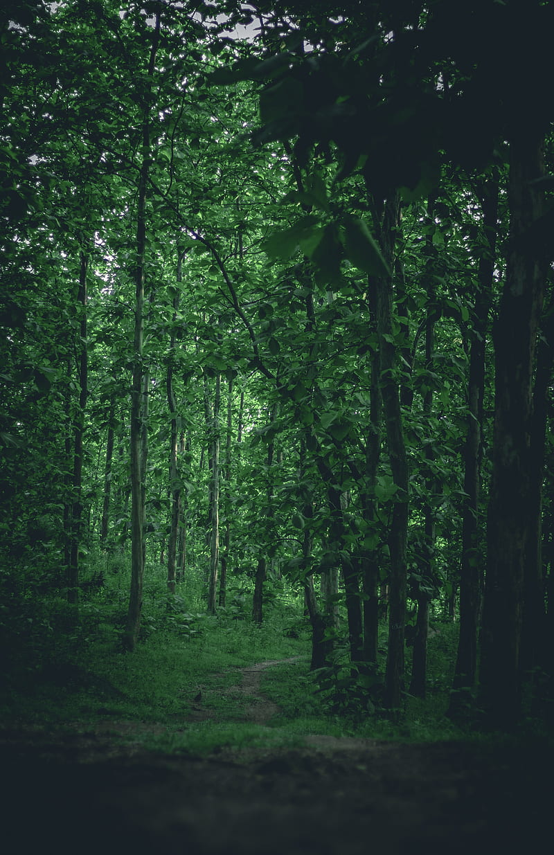 forest, trees, path, nature, green, HD phone wallpaper