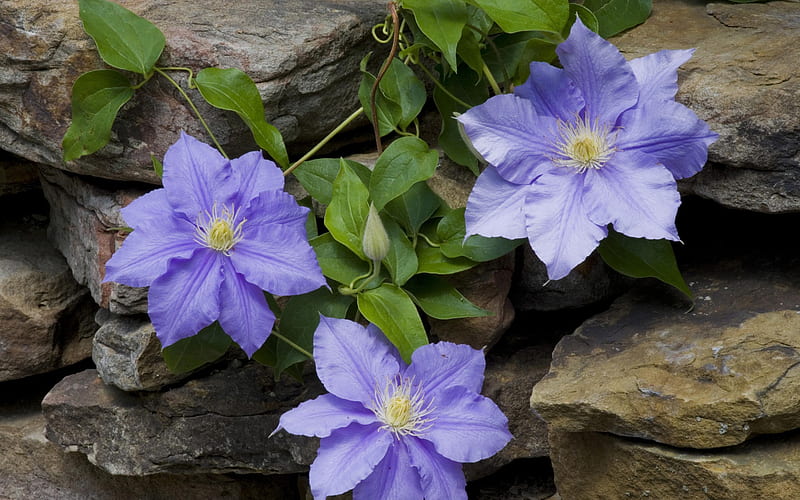 Purple flower on the stone-Life because of you beautiful, HD wallpaper