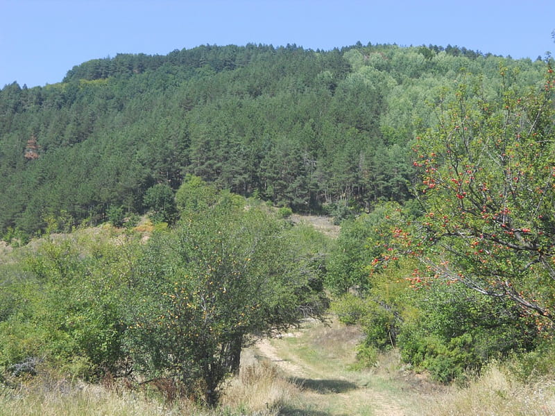 Uphill 1, forest, planina, rock, grass, borino brdo, drvo, mountain, tree, brdo, put, voce, road, hill, HD wallpaper