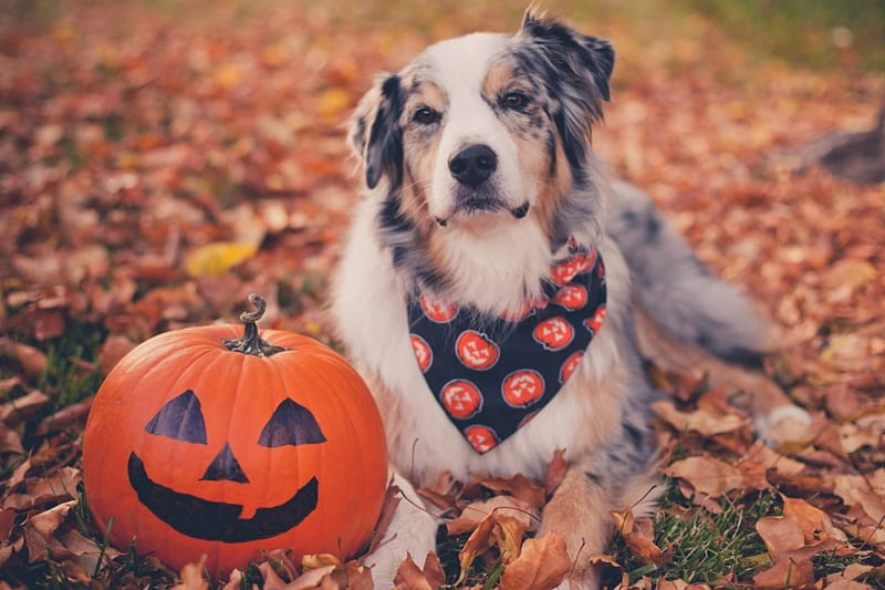 Happy Halloween!, autumn, orange, halloween, pumpkin, funny, dog, animal, leaf, HD wallpaper