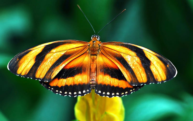 BUTTERFLY, WINGS, COLORS, FLOWER, INSECT, HD wallpaper