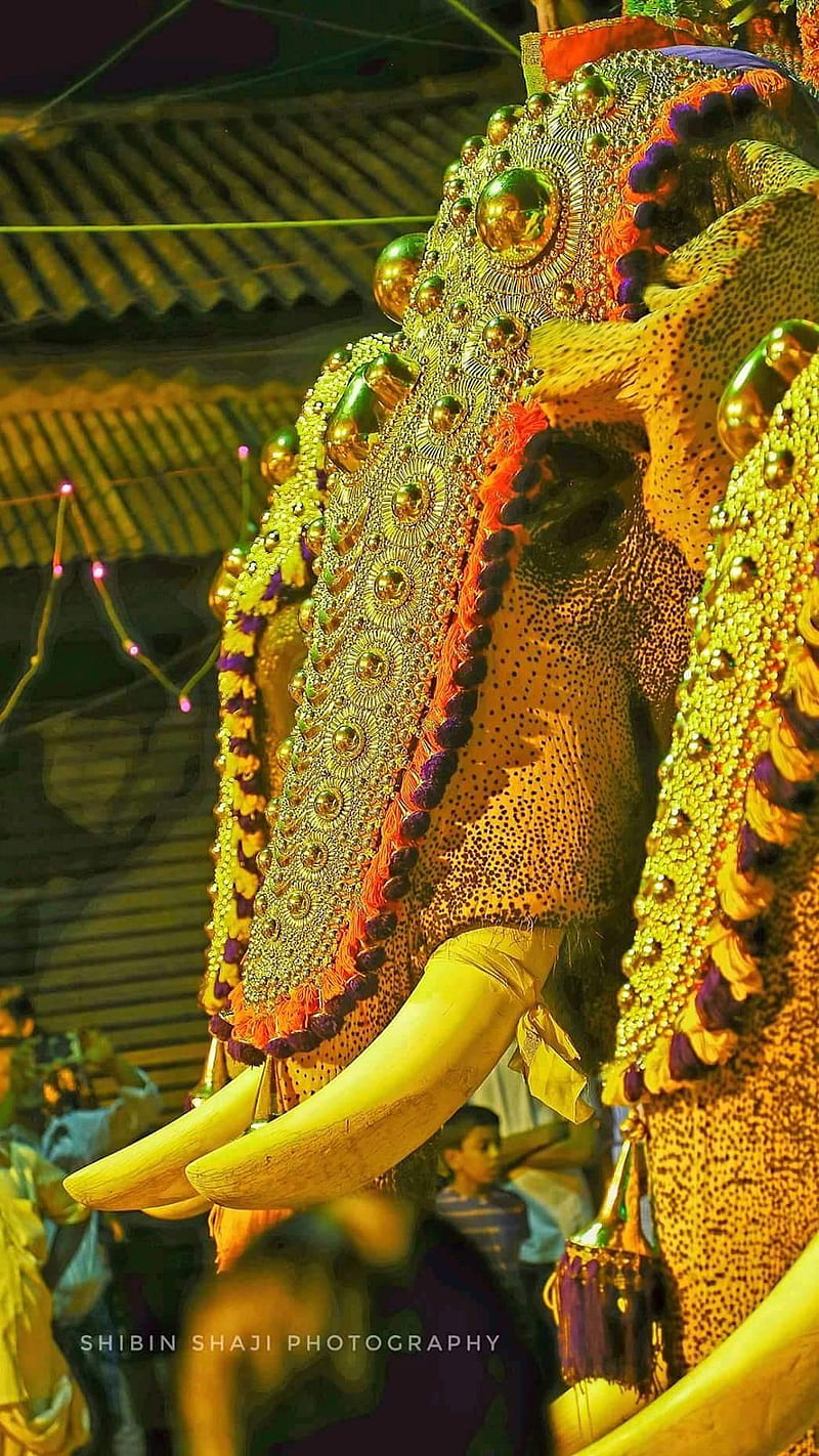 Pooram, animals, culture, elephant, festivals, kerala, HD phone wallpaper