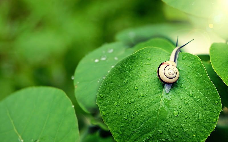 Rain on the green leaves of the snail-Animal, HD wallpaper