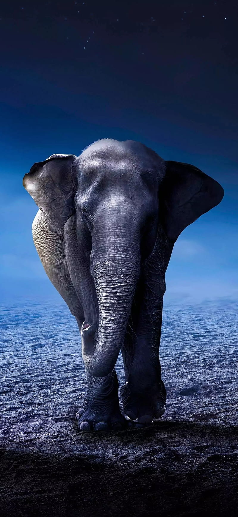 Elephant-U, alone, animals, desert, elephant, elephants, u, HD phone wallpaper