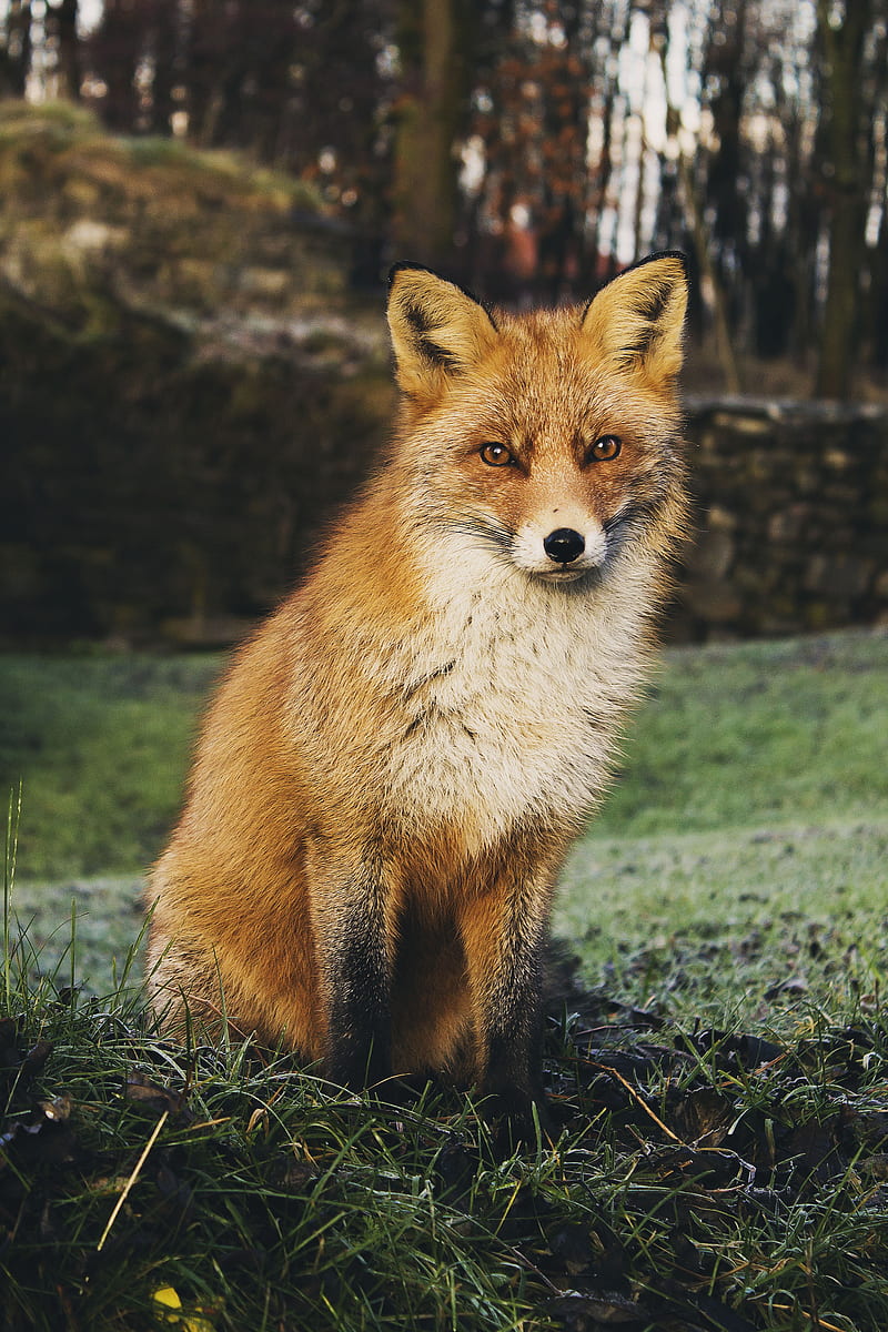brown fox sitting on green grass field during daytime, HD phone wallpaper