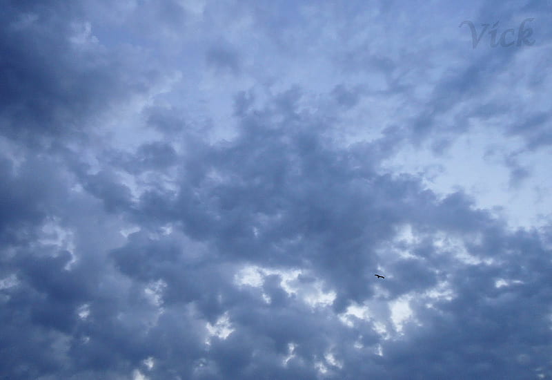 Lonliness & Depth, alone, bird, rain, clouds, sky, happy, HD wallpaper