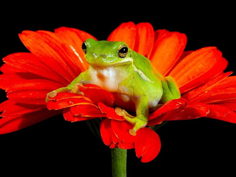 Prince, red, frog, flowers, nature, petals, animals, HD wallpaper