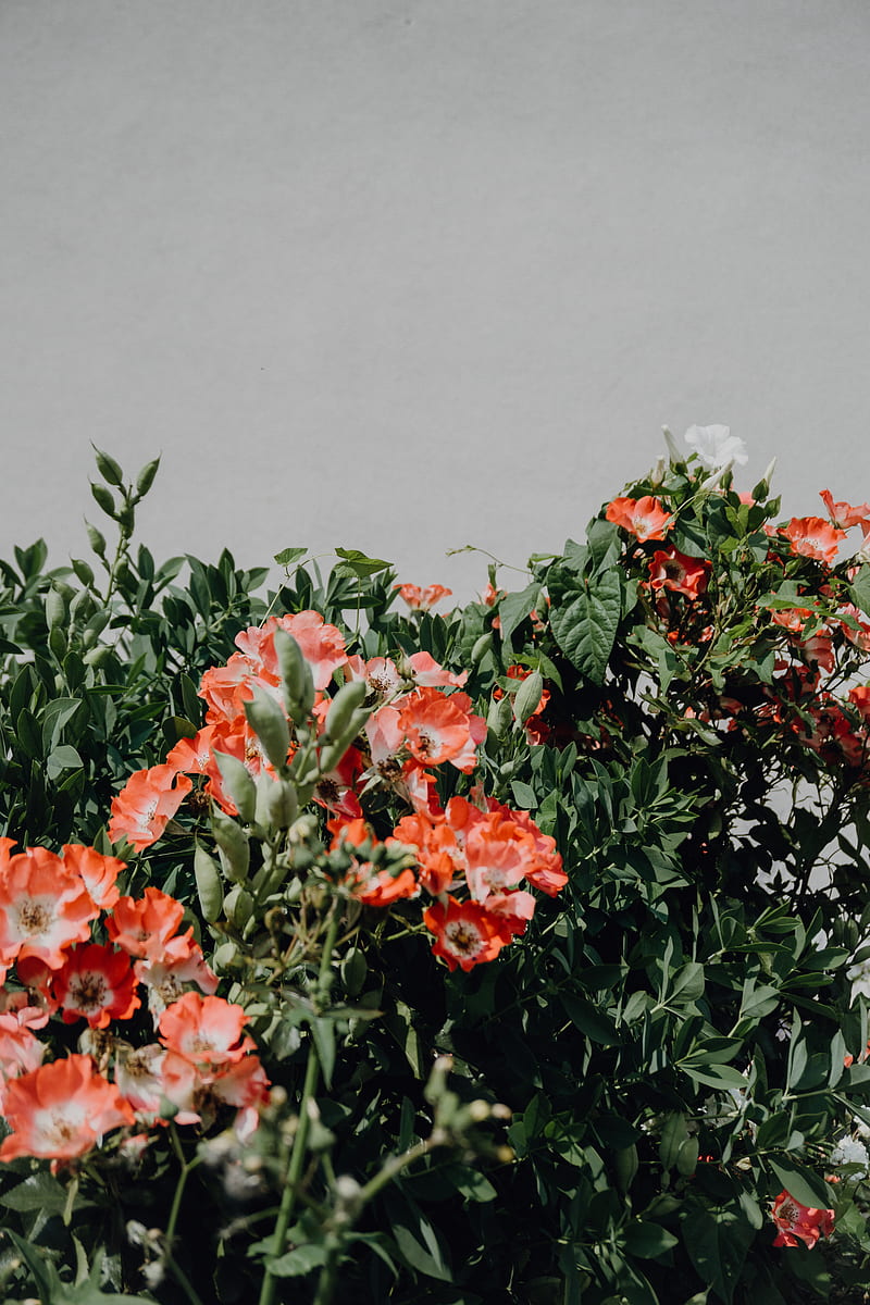 Green-leafed orange-petaled flowering plant, HD phone wallpaper | Peakpx