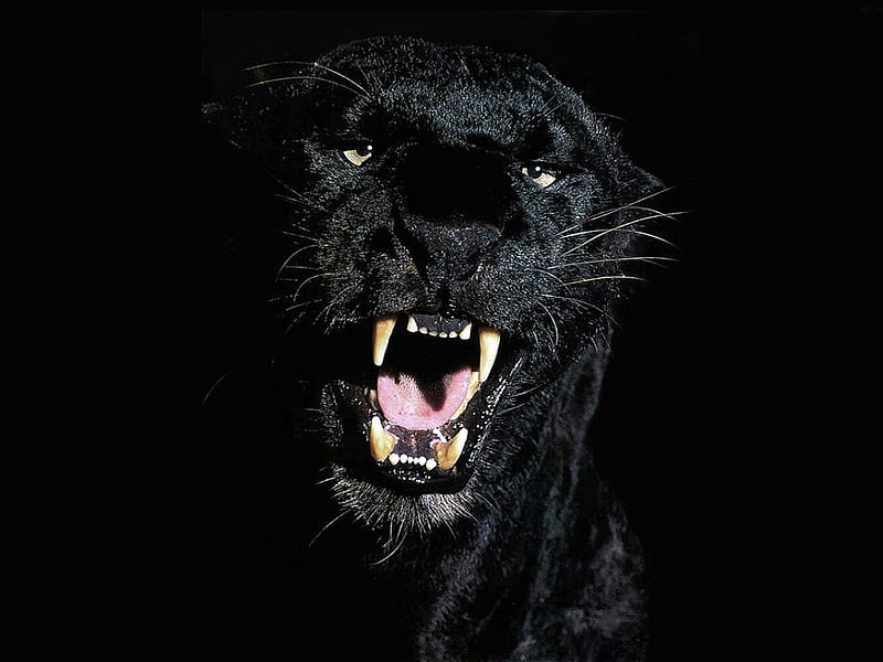fury, danger, black, fangs, puma, angry, HD |