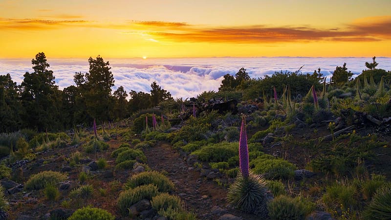 A field of Tajinastes above the clouds in the mountains of La Palma, Canary Islands, colors, fog, sky, sunset, spain, HD wallpaper